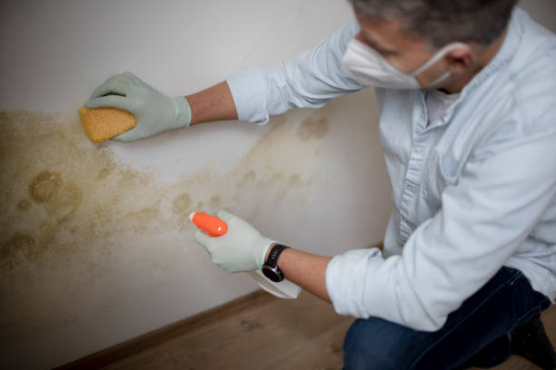 Best Industrial Mold Remediation in Oceana, WV
