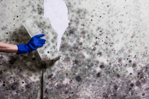 Best White Mold Remediation in Oceana, WV