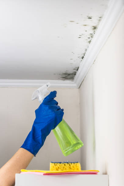 Trusted Oceana, WV Mold Remediation Experts